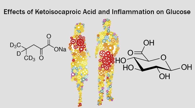 Effects of Ketoisocaproic Acid and Inflammation in Glucose